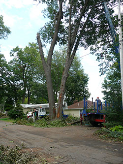 tree-removal